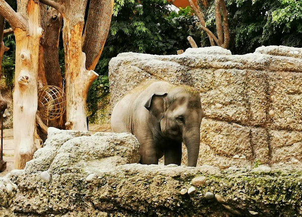 Zoo Zürich 5
