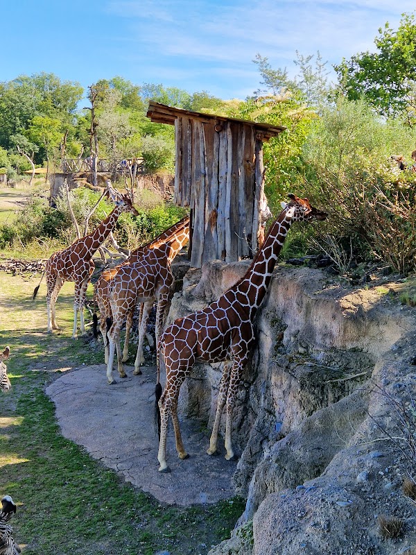 Zoo Zürich 3