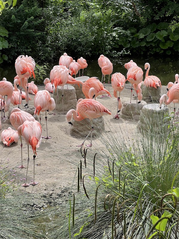 Zoo Zürich 2