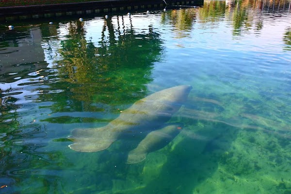 Crystal River 2