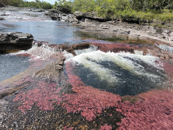 Caño Cristales 5