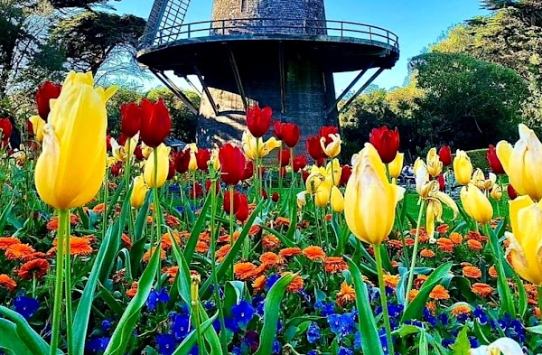 Queen Wilhelmina Garden 5