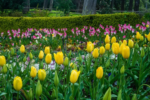 Queen Wilhelmina Garden 4