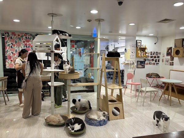 Cats' Playground