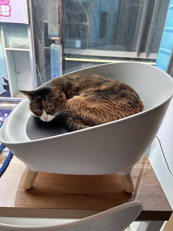 Cats' Playground 4
