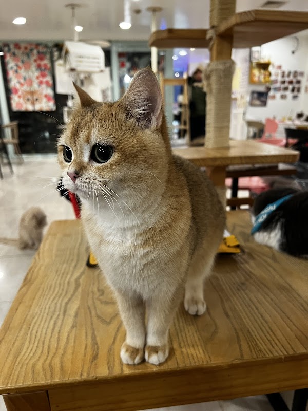 Cats' Playground 3