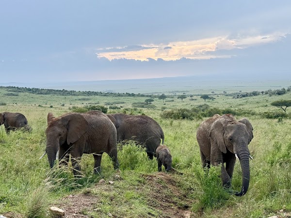 Masai Mara National Reserve Kenya
