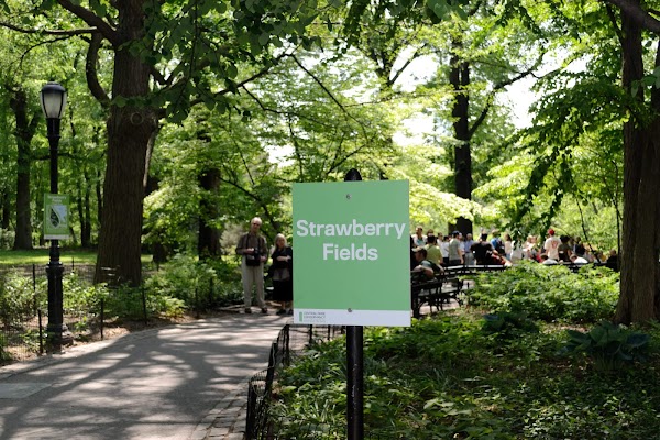 Strawberry Fields 3