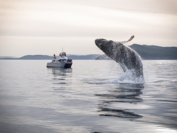 Outer Island Excursions - Whale Watching Tours & Fishing Charters