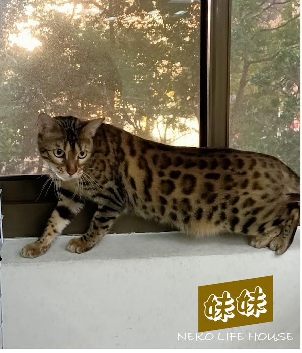 寓宅貓 NeKo life house 5