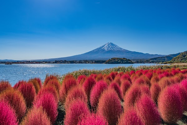 Oishi Park 1