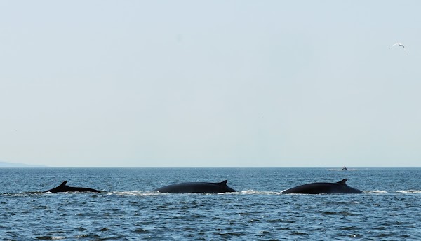 Saguenay-St-Lawrence Marine Park