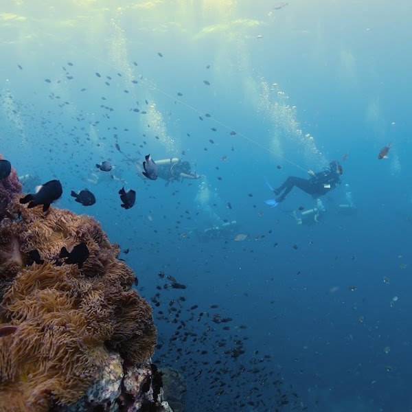 Roctopus™ | Koh Tao Diving Center 4