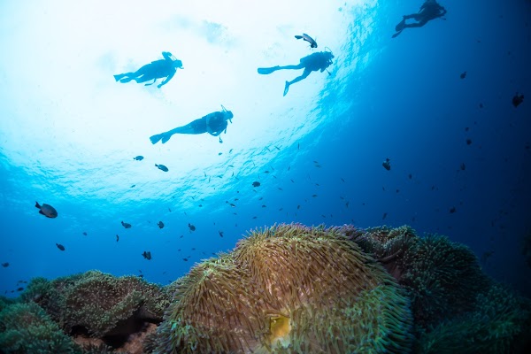 Roctopus™ | Koh Tao Diving Center 3
