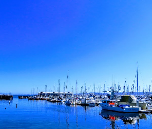 Monterey Bay Recreation Trail North-North West Seal Lions 1
