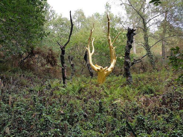Brocéliande Forest