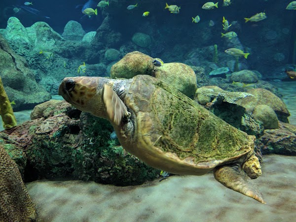 Turtle Reef 5