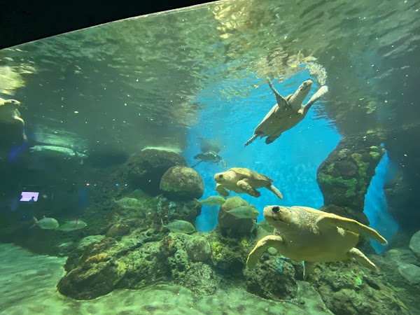 Turtle Reef 4