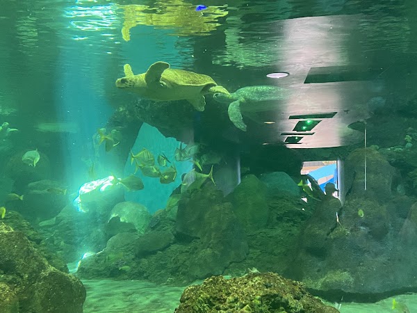 Turtle Reef 2