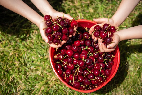 CherryHill Orchards - Wandin East