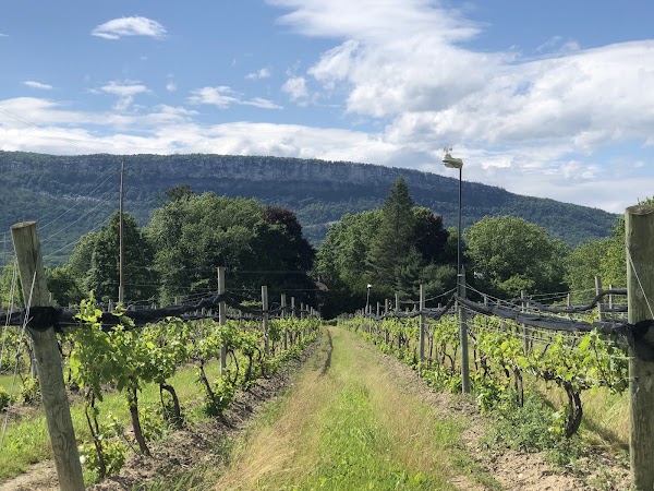 Whitecliff Vineyard & Winery