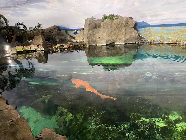 Shark Encounter