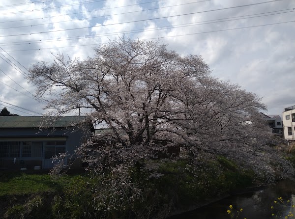 Ninomiya 1