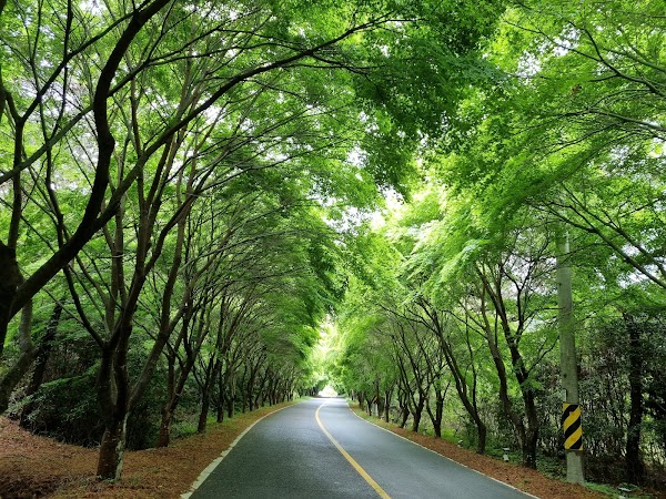 Cheongsando Maple Road 1