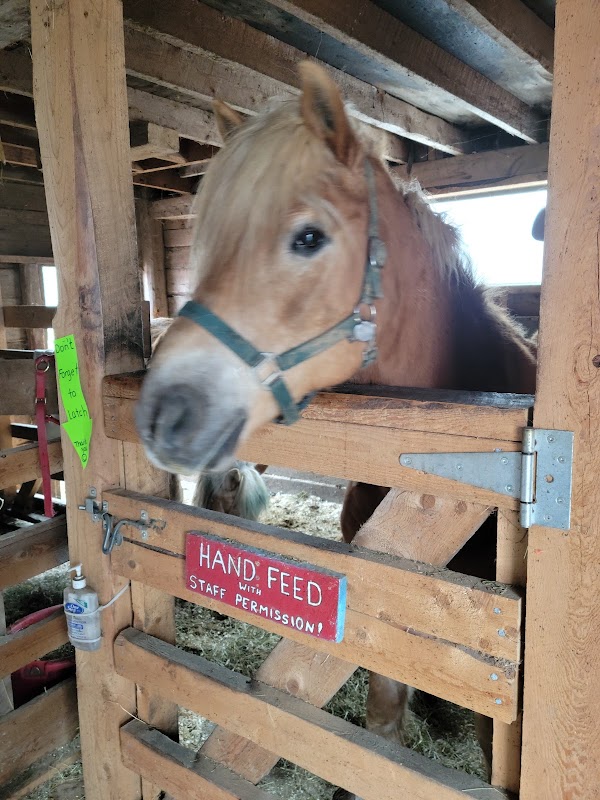 Dragonfly Haven Therapeutic Farm 4