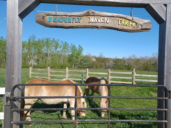 Dragonfly Haven Therapeutic Farm 2