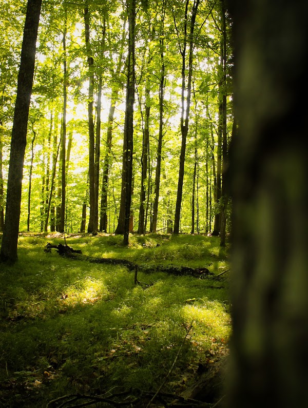 Manistee National Forest