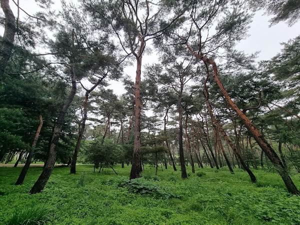 Sareung Royal Tomb (Tomb of Queen Jeongsun of King Danjong) 4