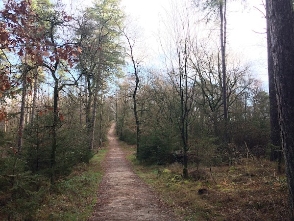 Bergherbos
