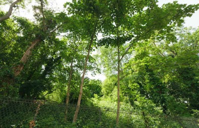 Jardin Sauvage Saint Vincent