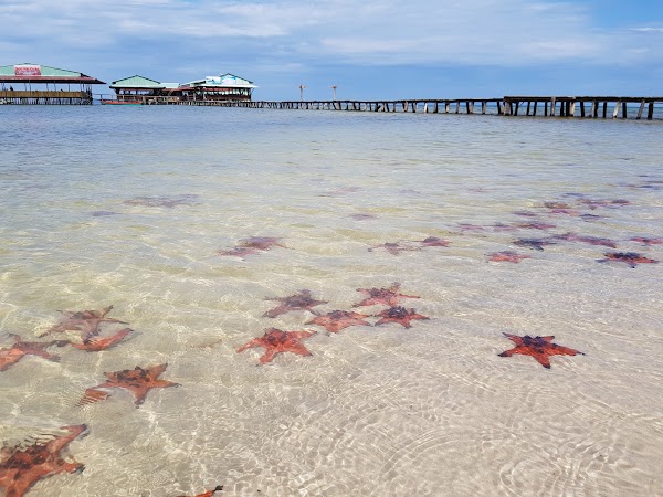 Starfish Beach 1
