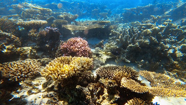 Oyster Stacks Snorkelling Area