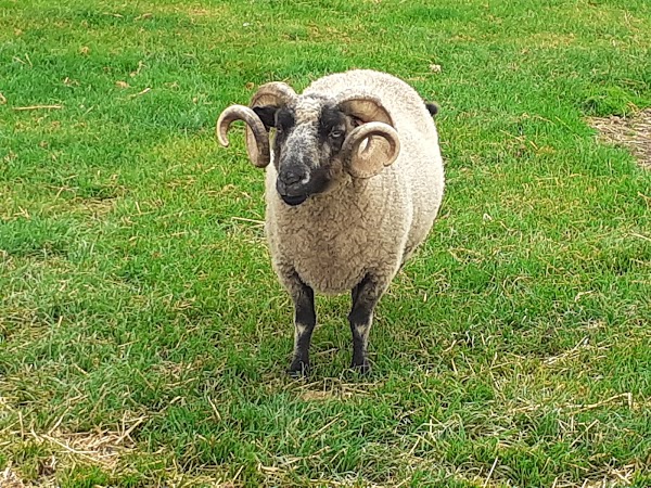 Cotswold Farm Park