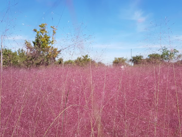 Grass Garden
