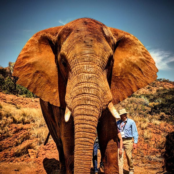 Elephant Sanctuary Hartbeespoort
