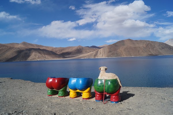 Pangong Tso 5