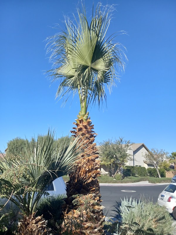Coachella Valley 4
