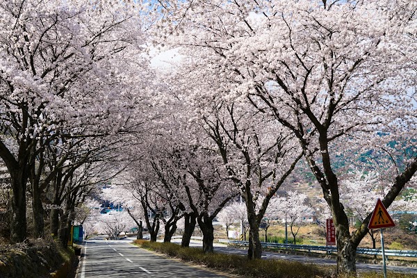 합천 백리벚꽃길