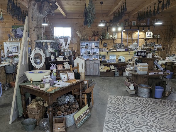 Homestead Lavender 2