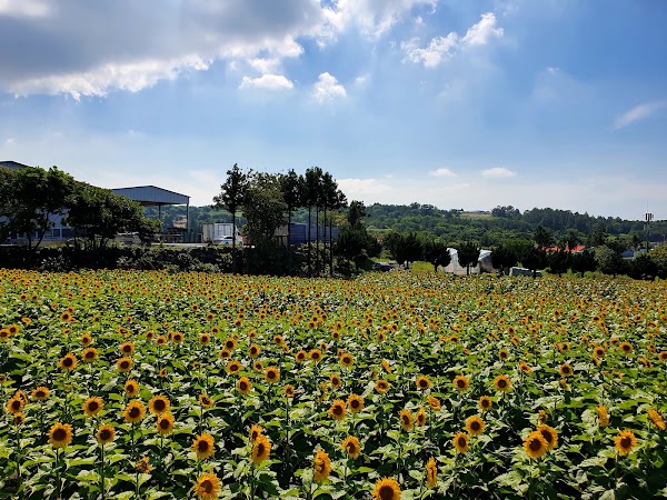 Jeju Gimgyeongsuk Sunflower Farm