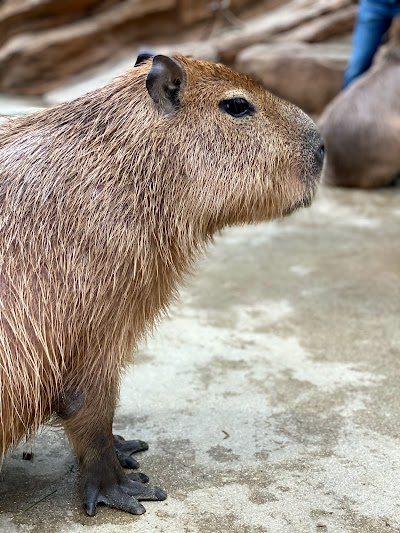 神戸どうぶつ王国(Kobe Animal Kingdom)