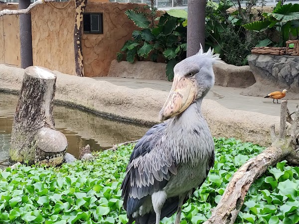 神戸どうぶつ王国(Kobe Animal Kingdom) 4