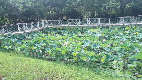 Belize Spicefarm and Botanical Gardens 5