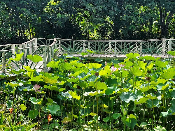 Belize Spicefarm and Botanical Gardens 4