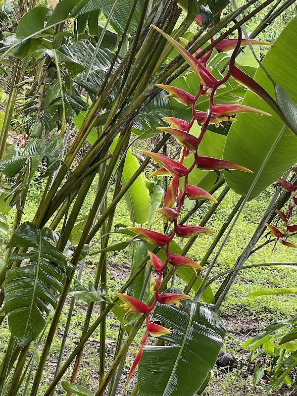 Belize Spicefarm and Botanical Gardens 2
