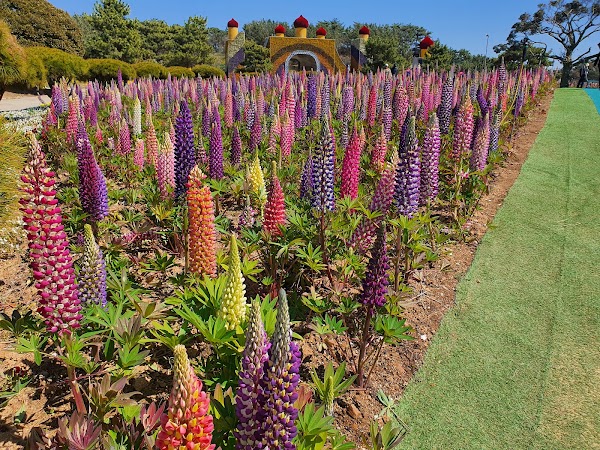 Korea Flower Park 2